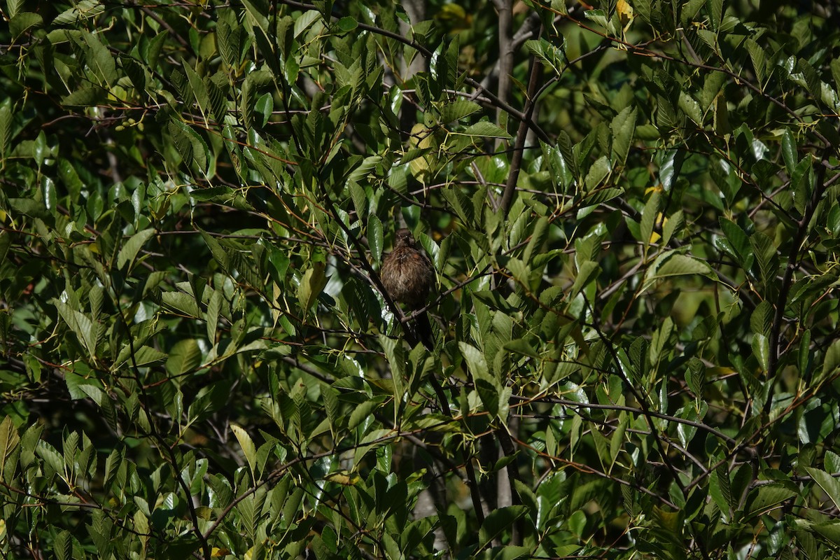 Spotted Towhee - ML646762707