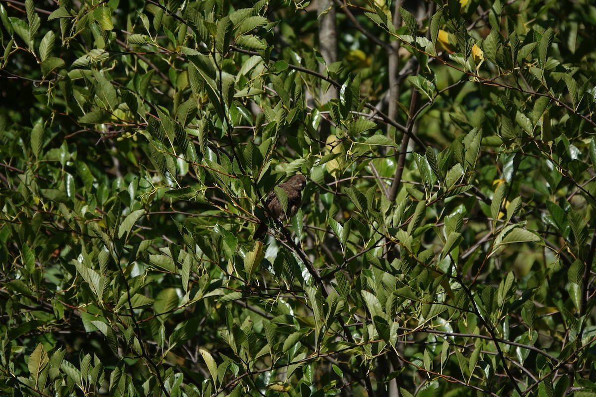 Spotted Towhee - ML646762709