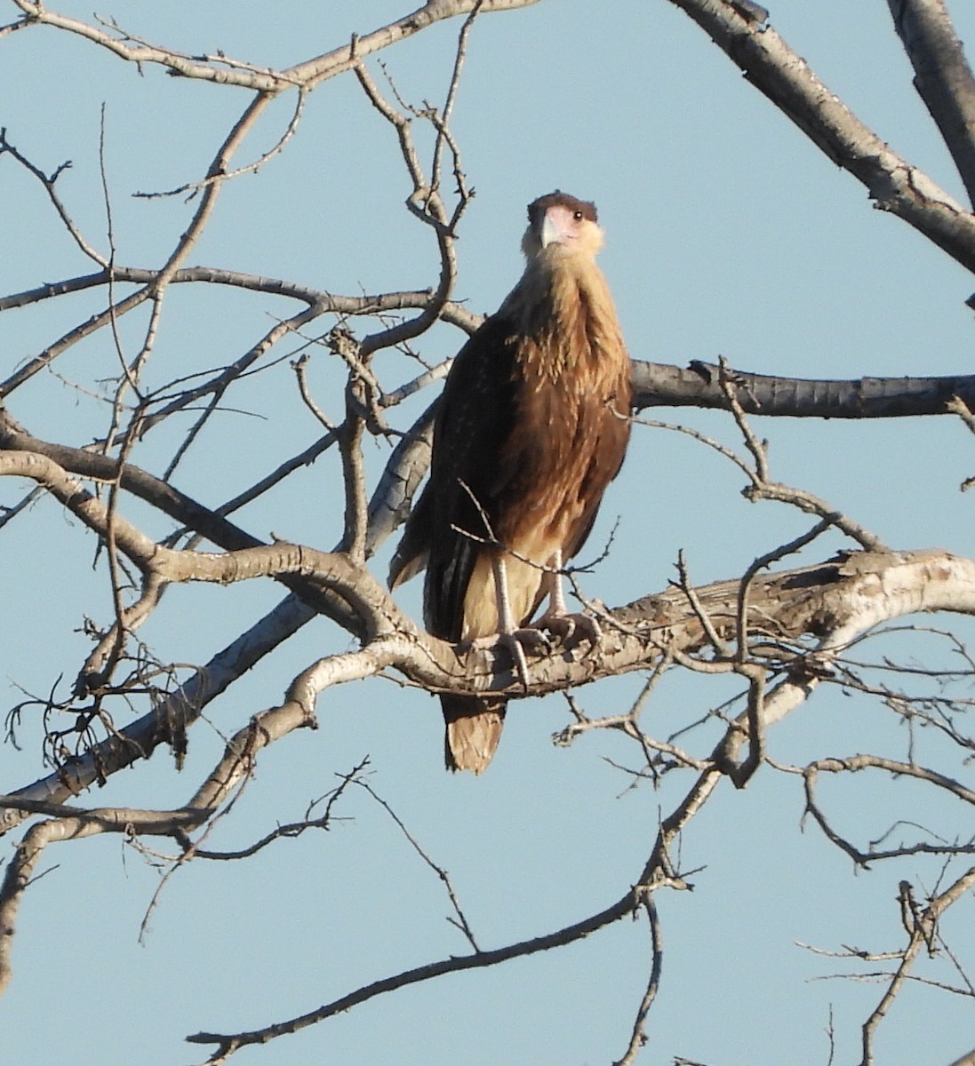 Равнинная каракара - ML646762712
