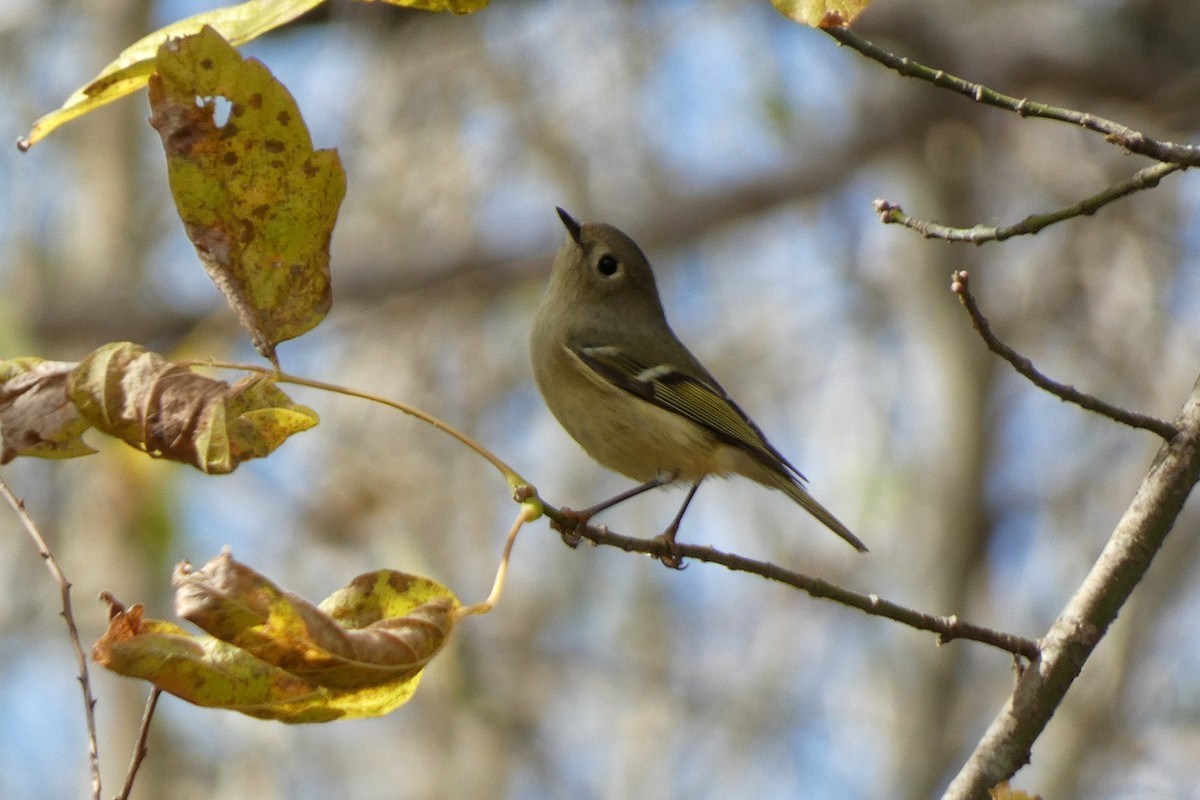 Roitelet à couronne rubis - ML646762714