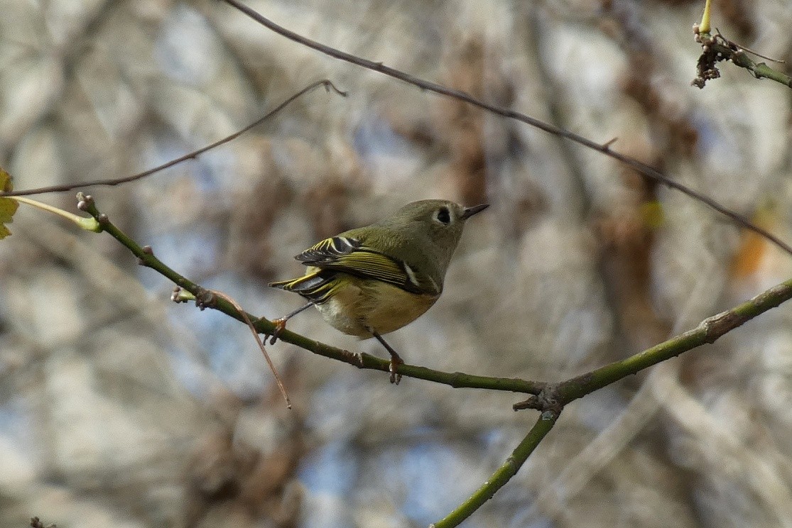 Roitelet à couronne rubis - ML646762715