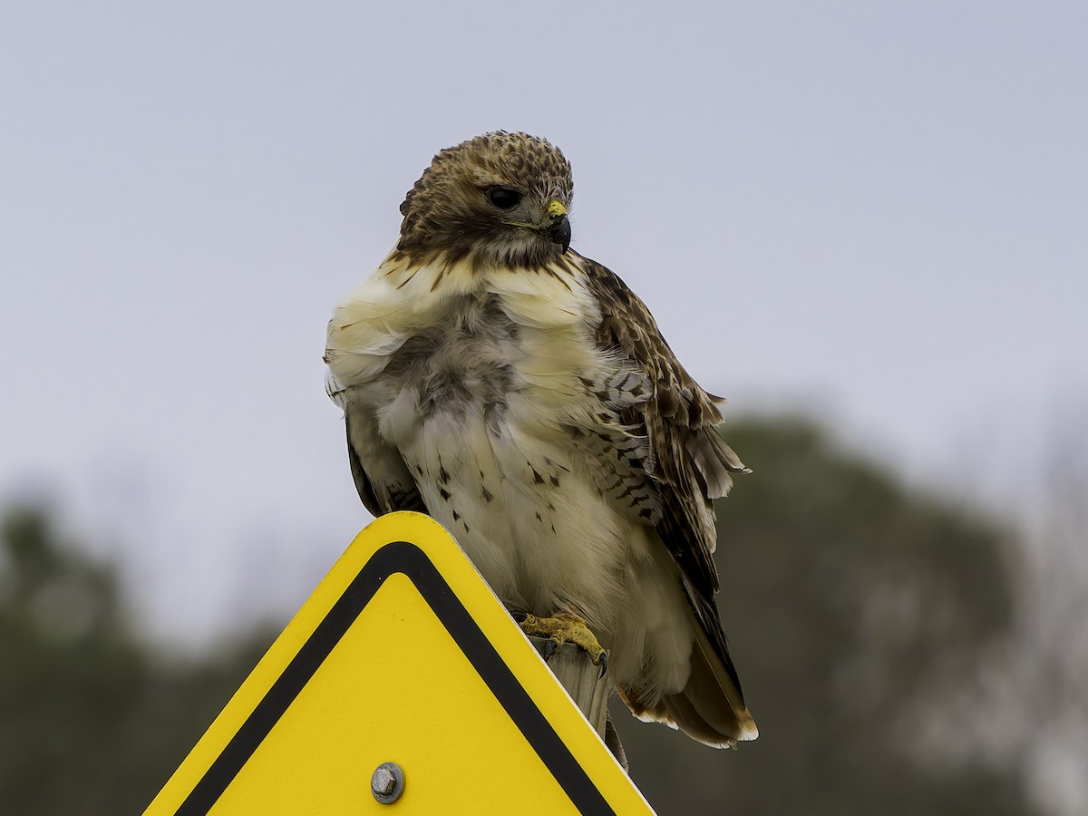 káně rudochvostá - ML646762718