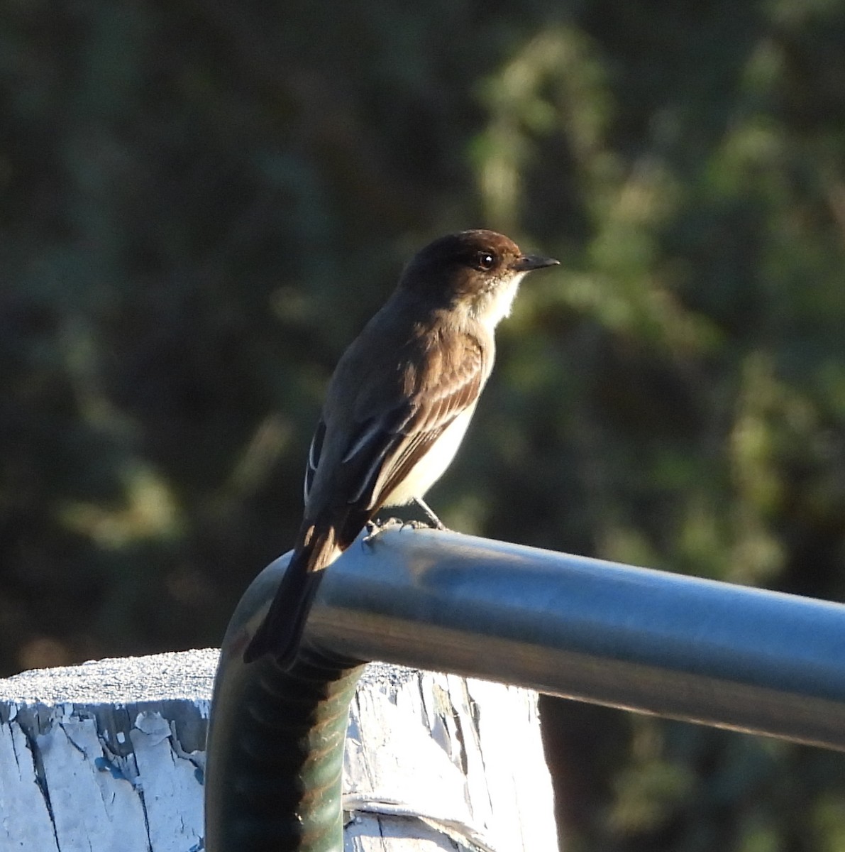 Светлобрюхий фиби - ML646762719