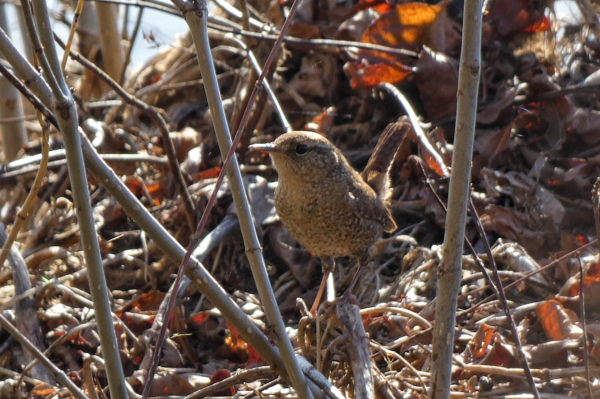 Troglodyte des forêts - ML646762722