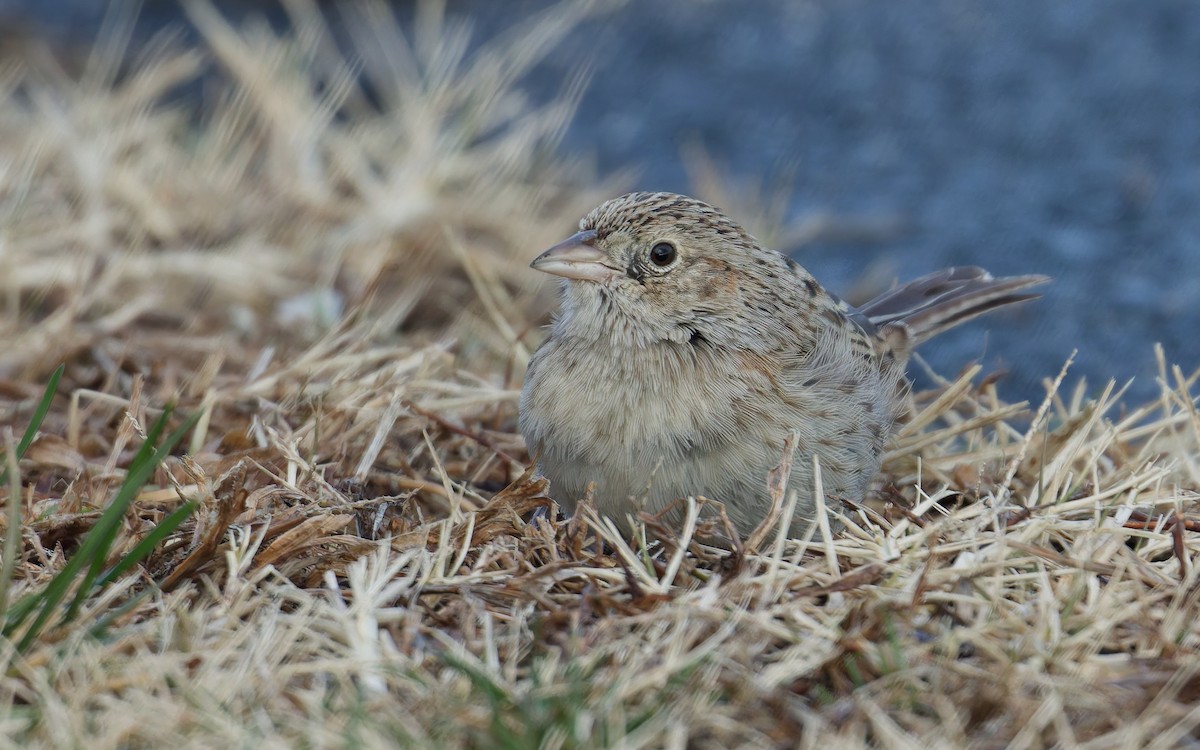 Cassin's Sparrow - ML646762723