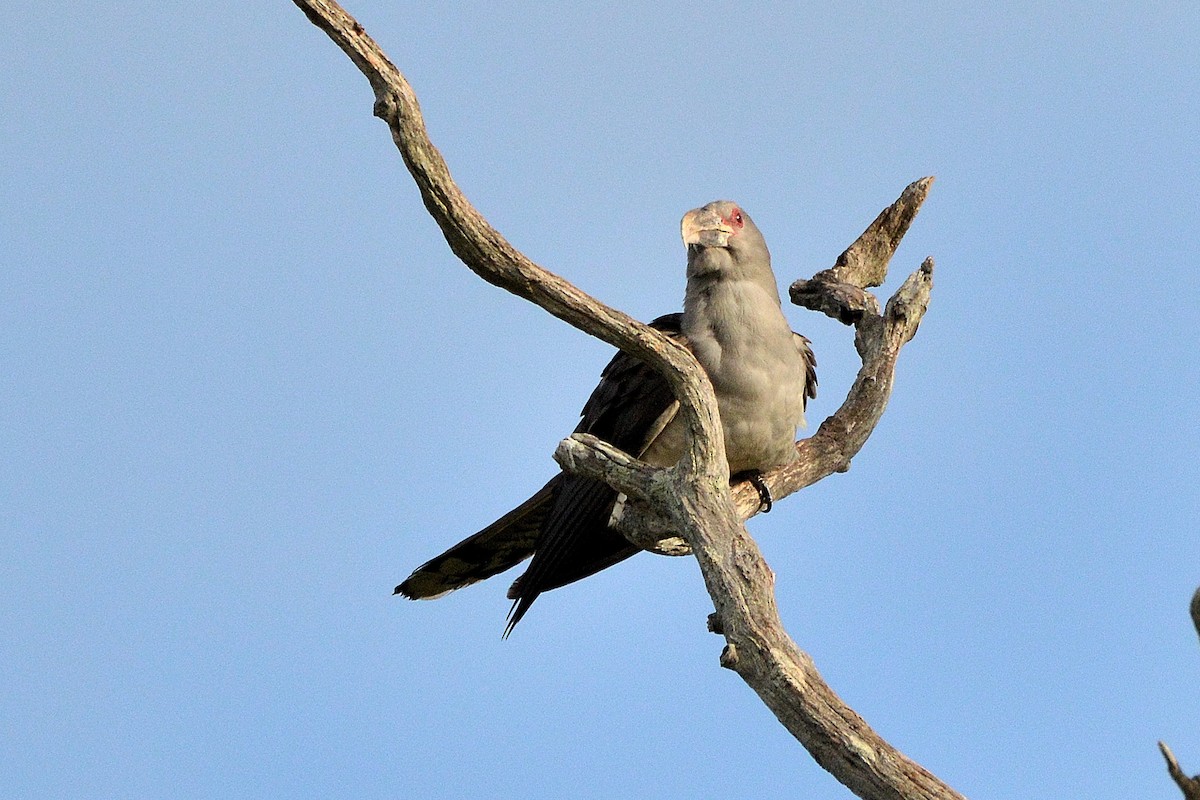Channel-billed Cuckoo - ML646762724