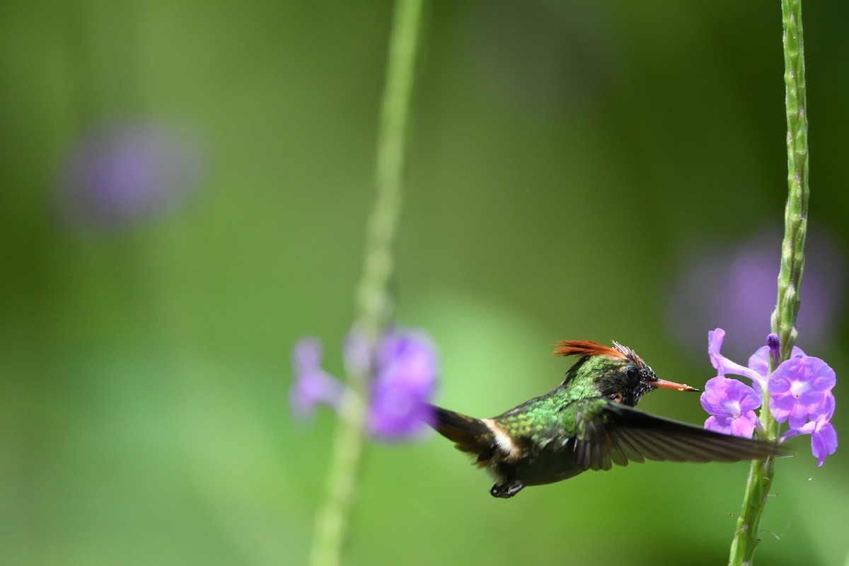 Tufted Coquette - ML646762725