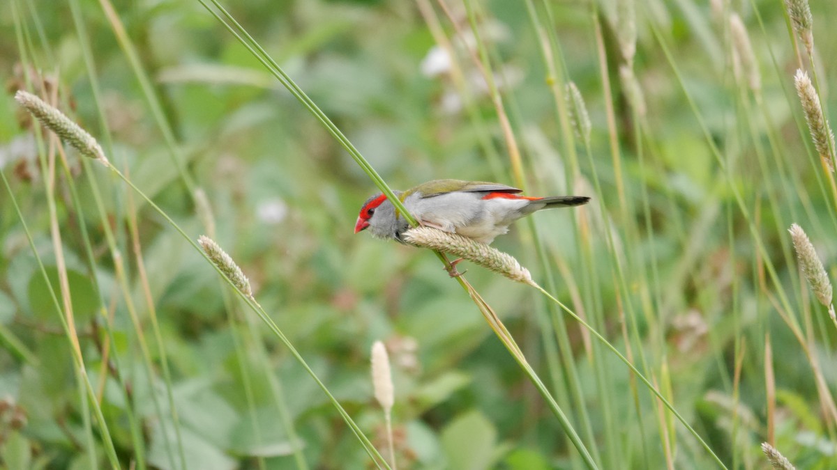 Red-browed Firetail - ML646762726