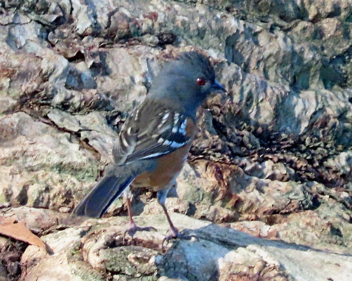 Spotted Towhee - ML646762727