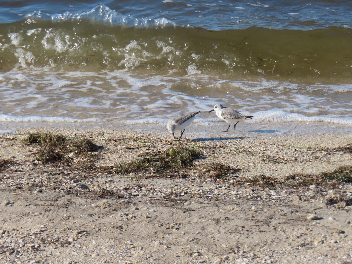 Ak Kumkuşu - ML646762729