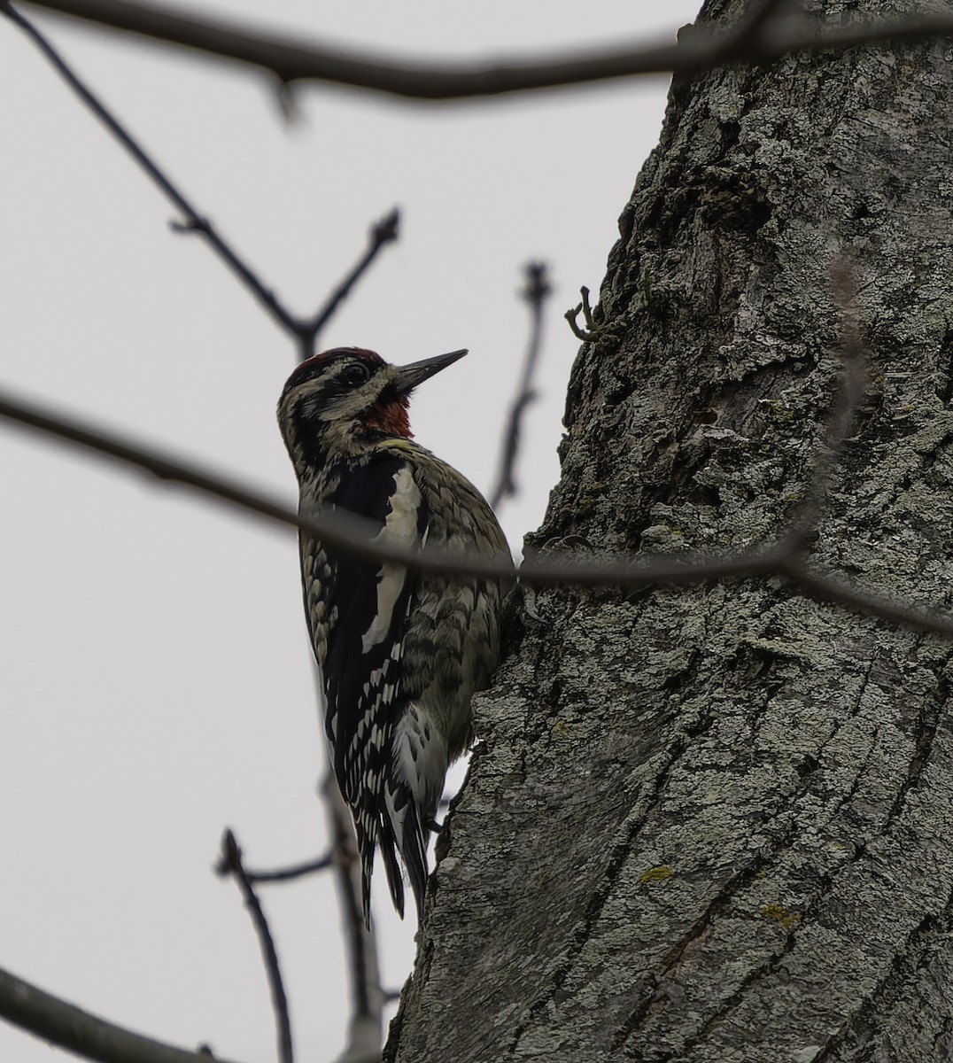 datel rudohrdlý - ML646762730