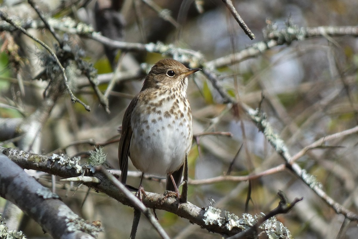 Grive solitaire - ML646762731