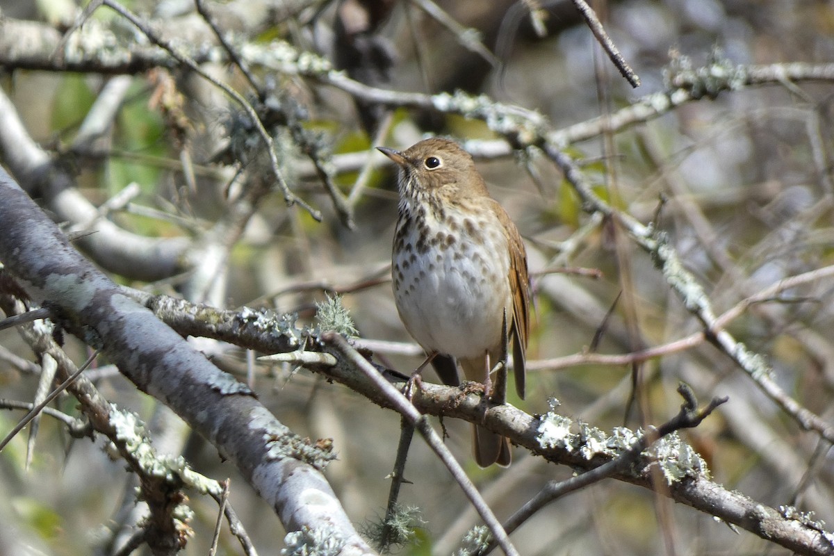 Grive solitaire - ML646762732