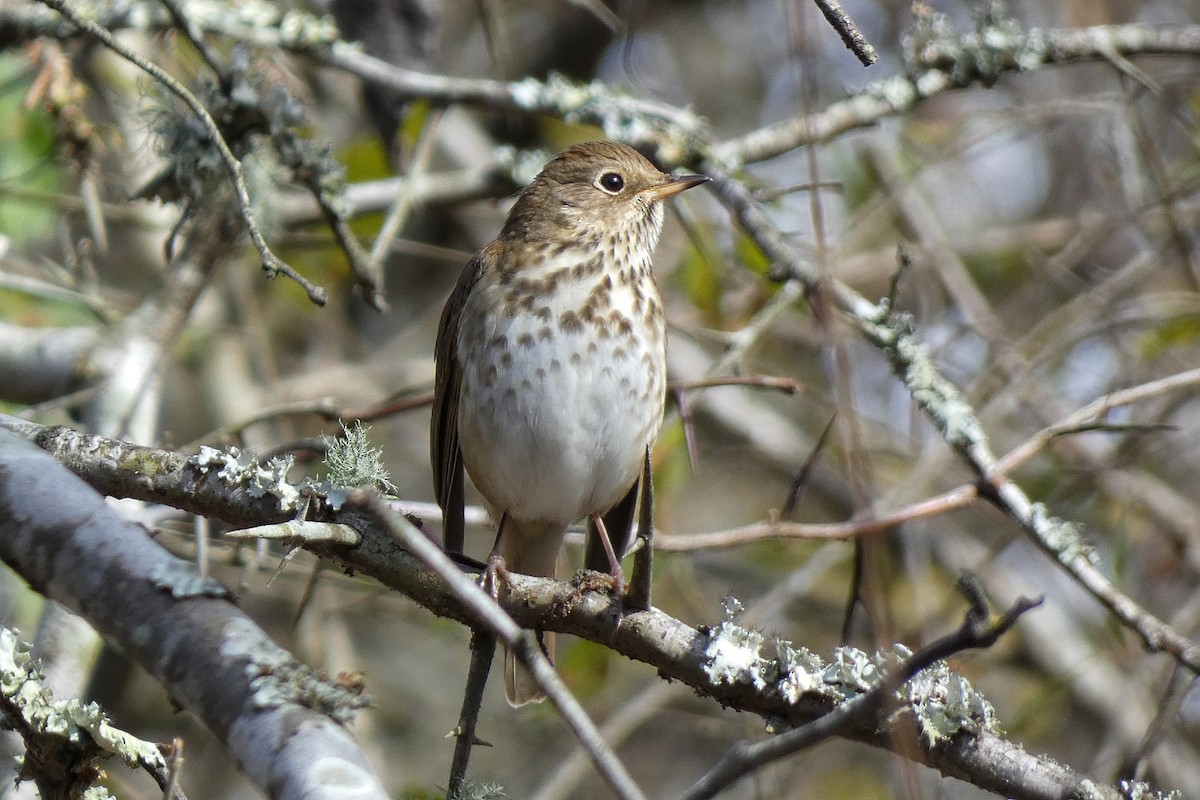 Grive solitaire - ML646762733