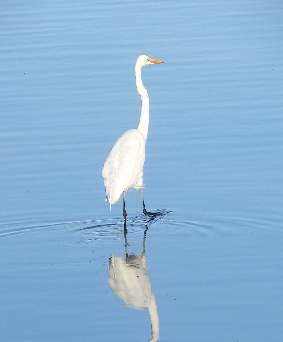 Большая белая цапля - ML646762734