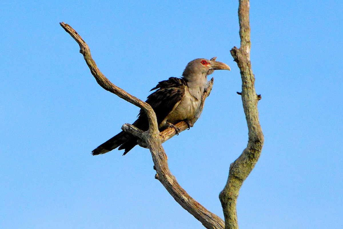 Channel-billed Cuckoo - ML646762735