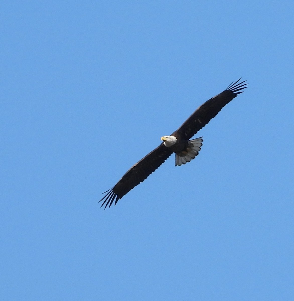 Bald Eagle - ML646762738