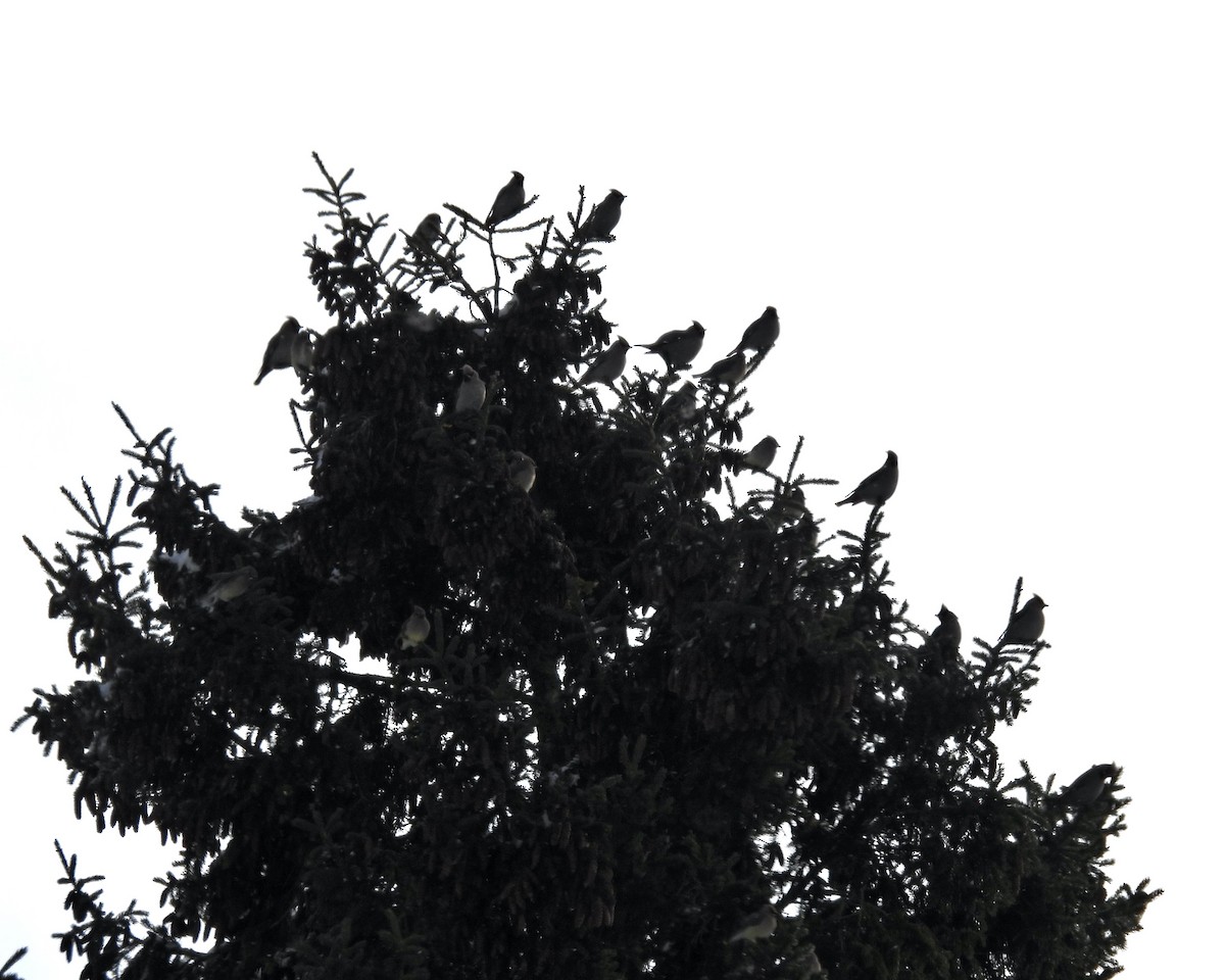 Bohemian Waxwing - ML646762739