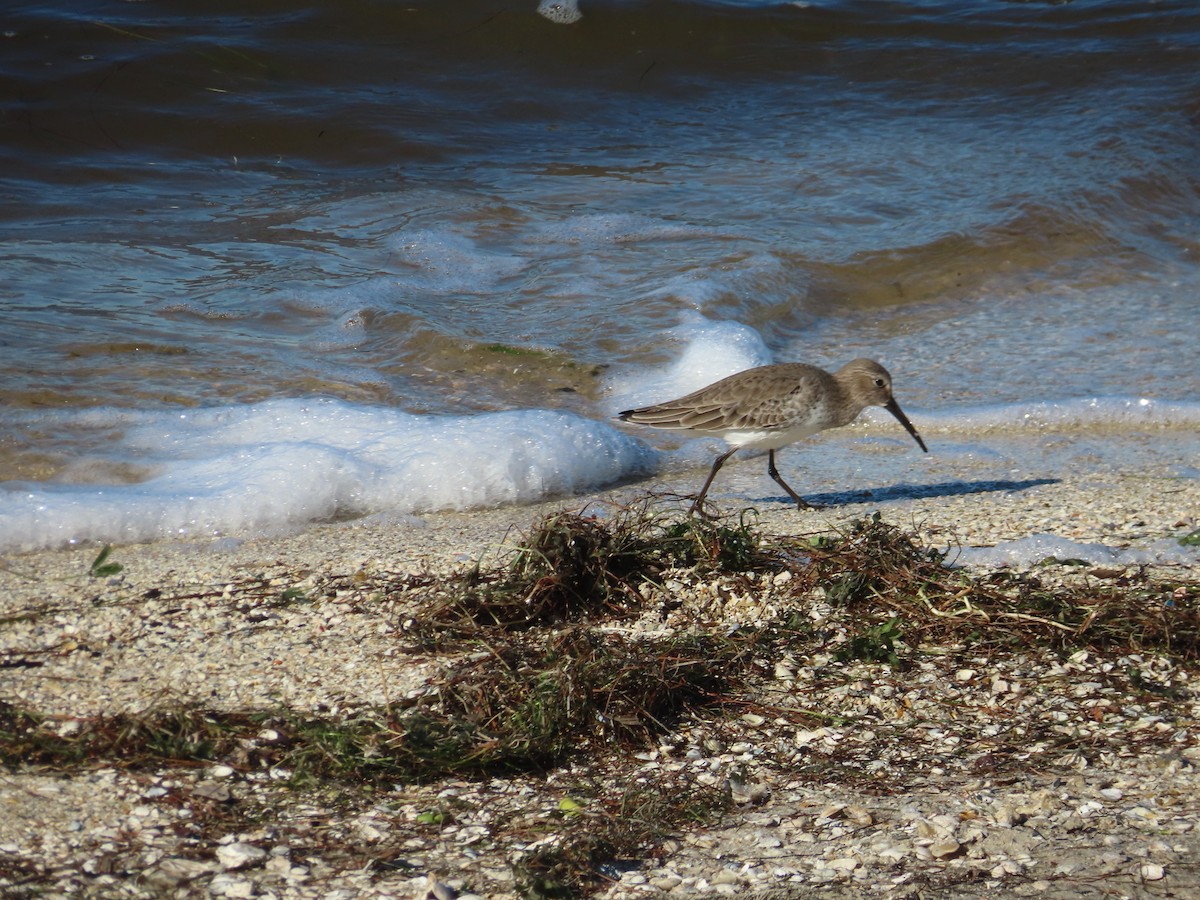 Kara Karınlı Kumkuşu - ML646762740