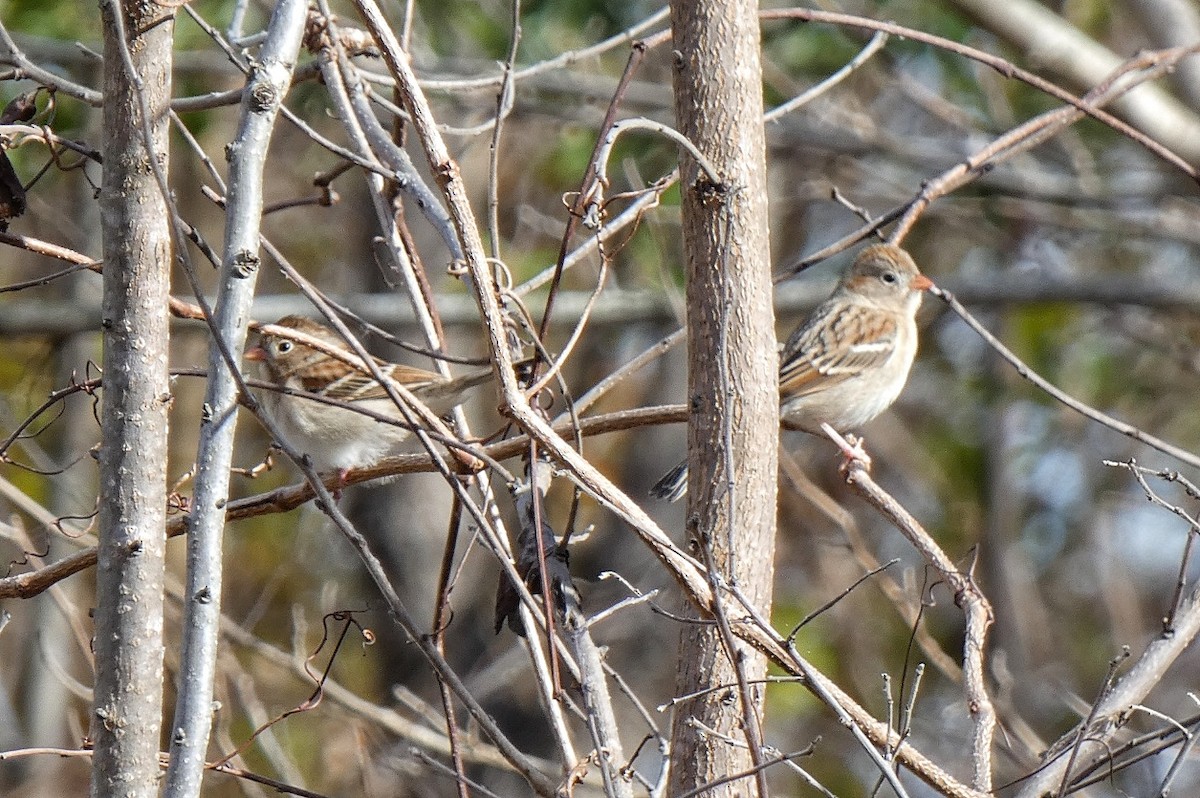 Bruant des champs - ML646762743