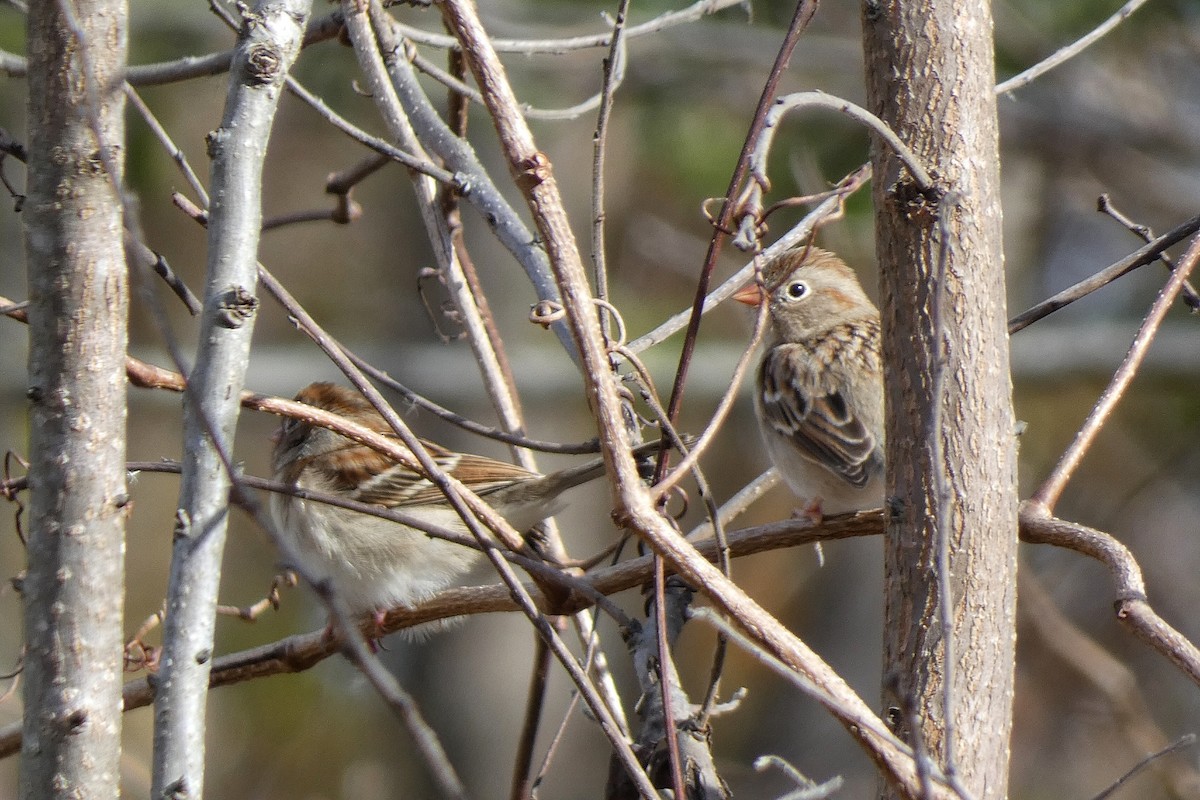 Bruant des champs - ML646762744