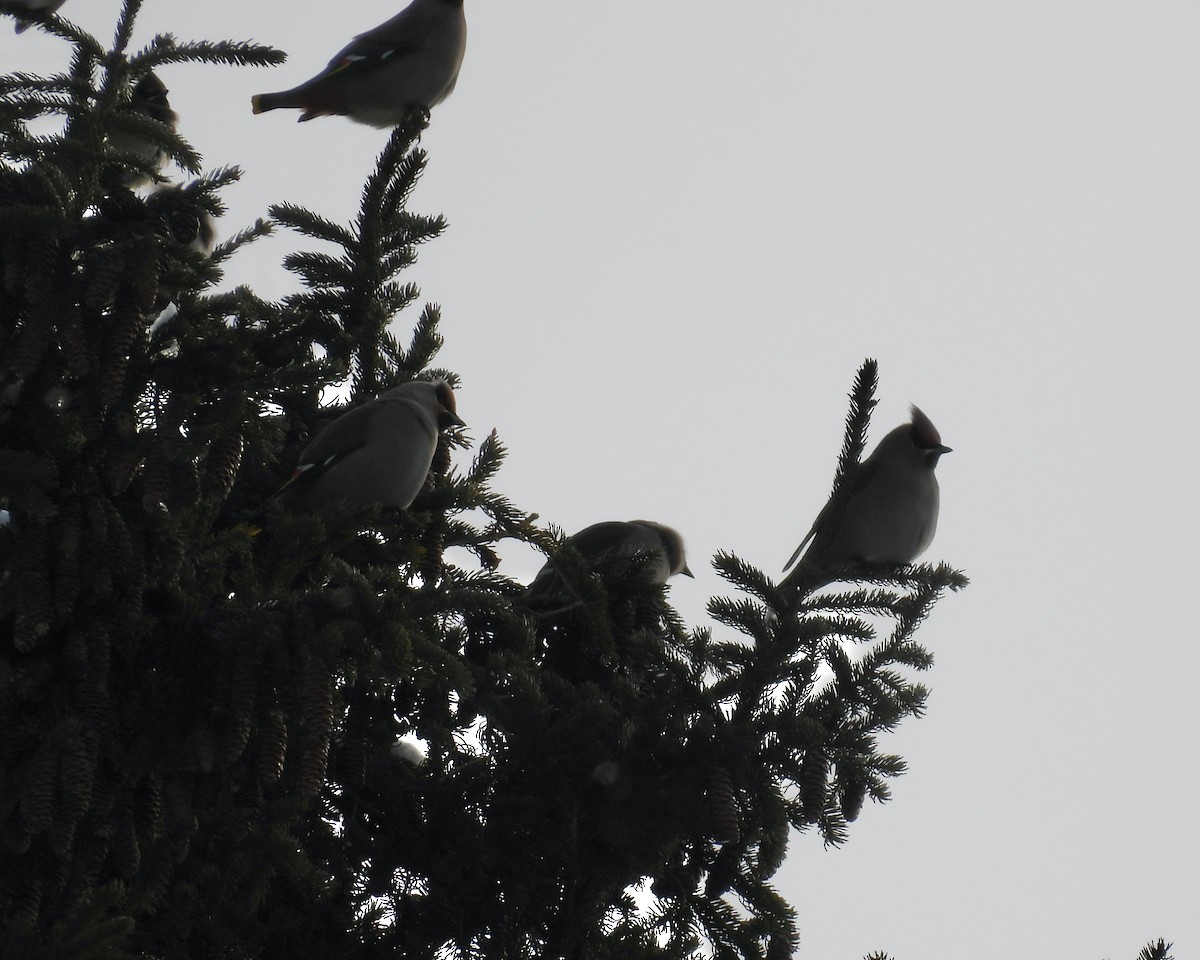 Bohemian Waxwing - ML646762745