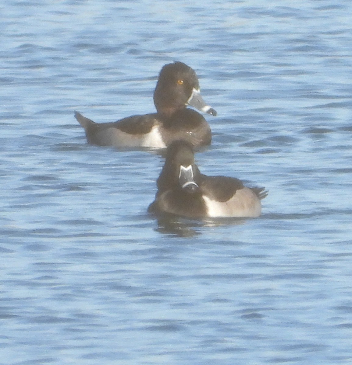 Кольчатая чернеть - ML646762746