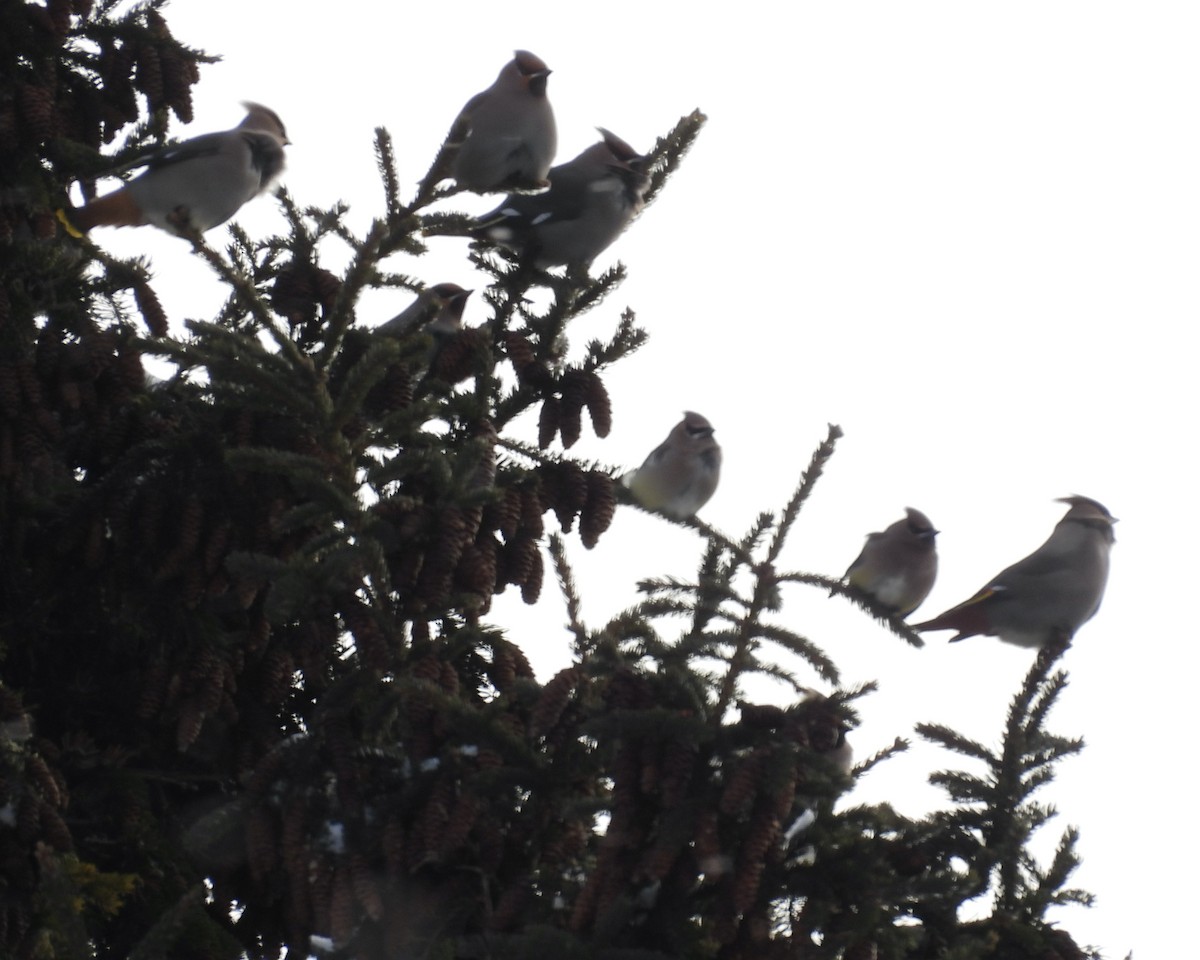 Bohemian Waxwing - ML646762748