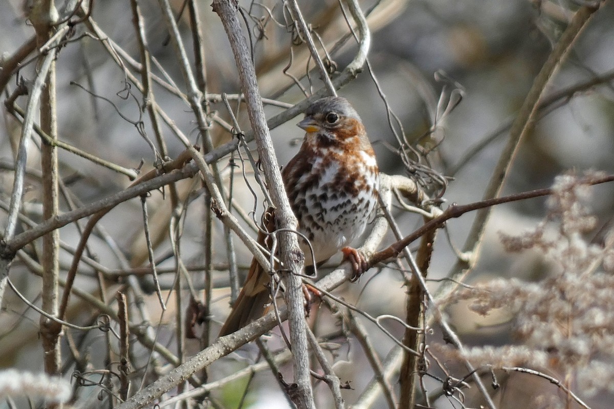 Bruant fauve - ML646762753