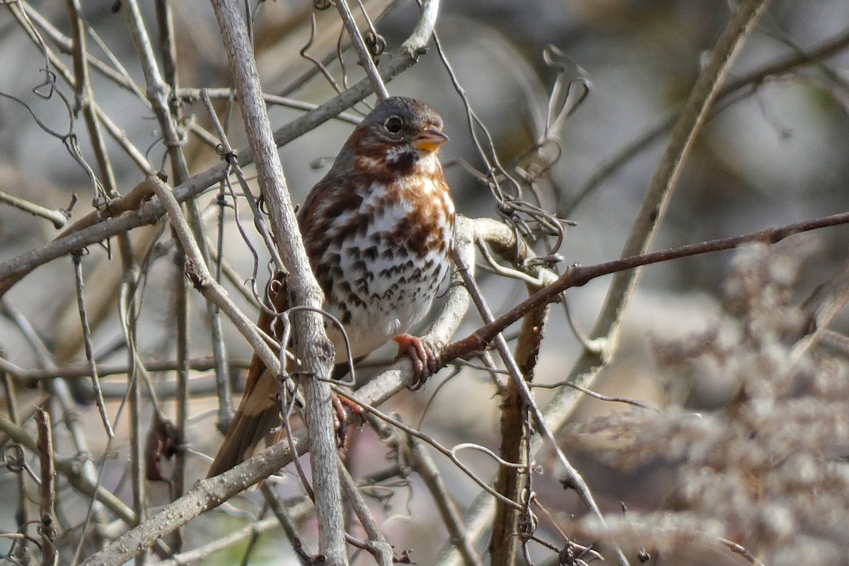 Bruant fauve - ML646762754