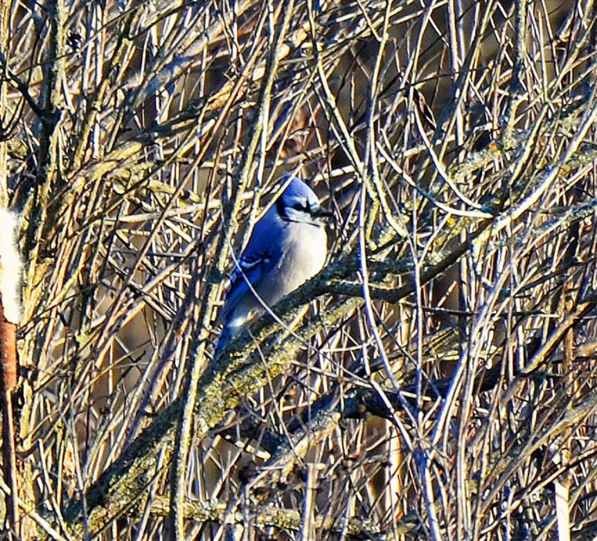 Blue Jay - ML646762755