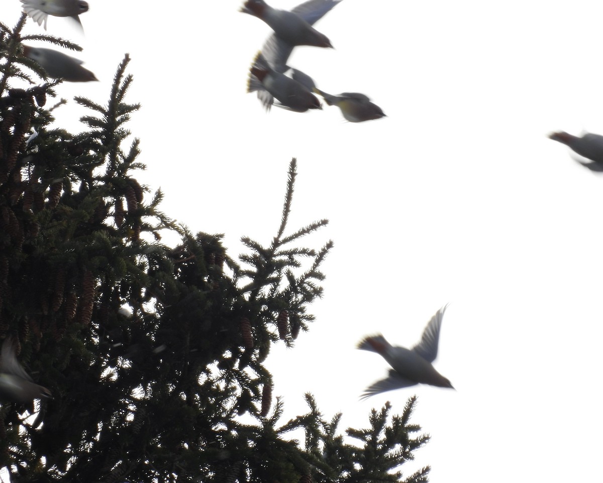 Bohemian Waxwing - ML646762759