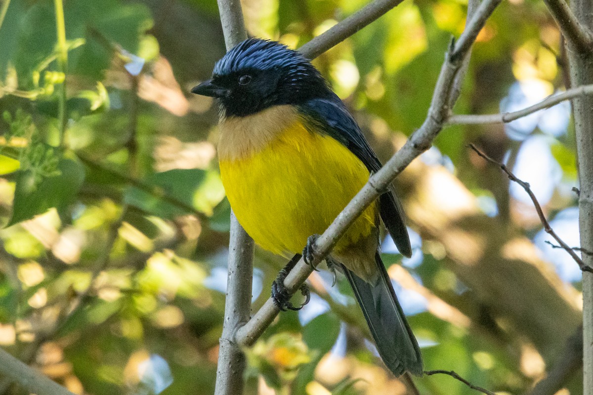 Carriker's Mountain Tanager - ML646762760