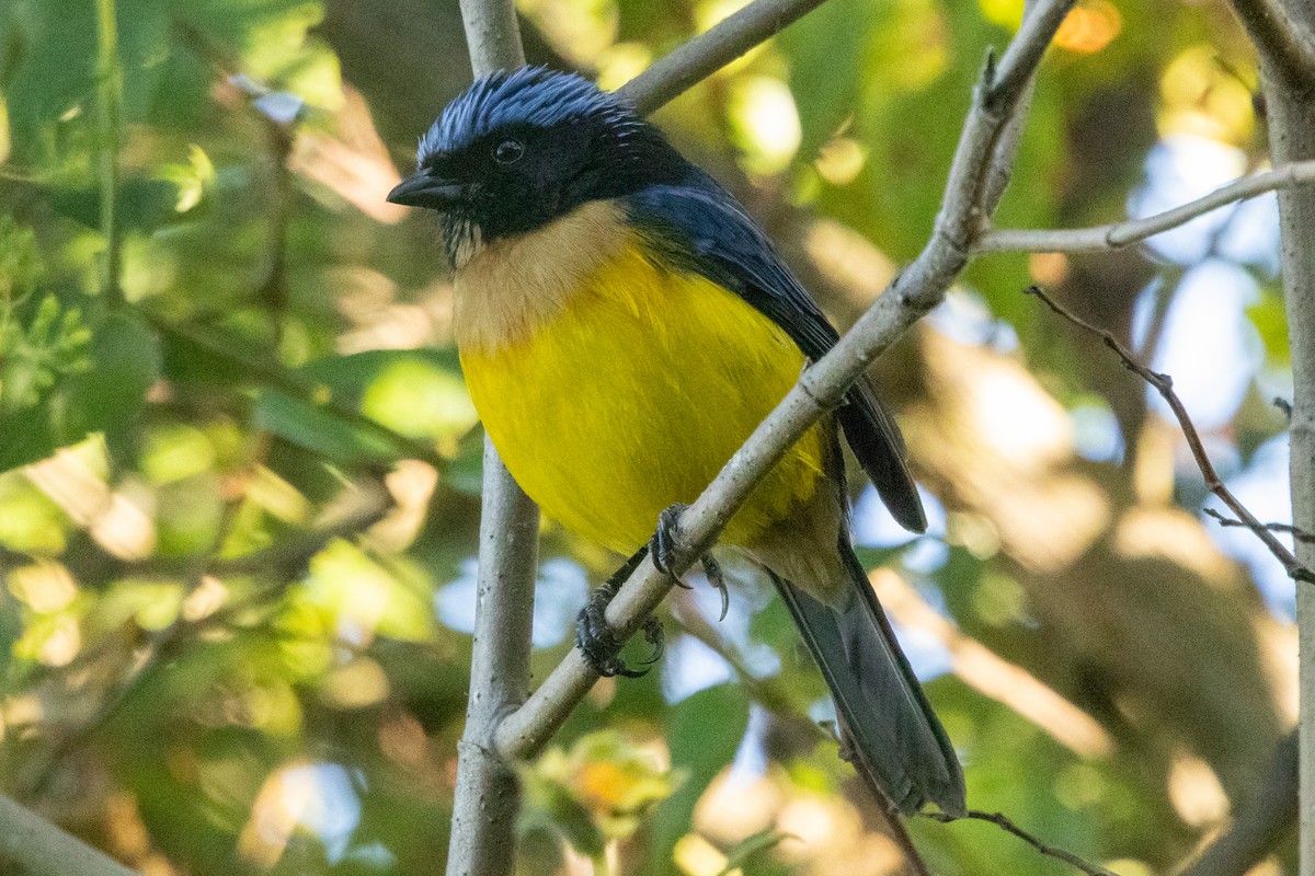 Carriker's Mountain Tanager - ML646762761