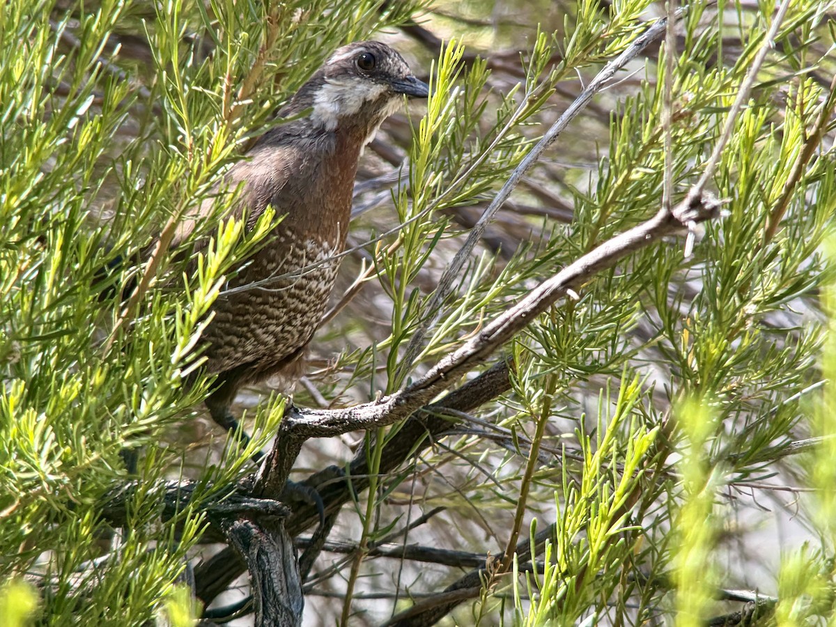 Moustached Turca - ML646762763