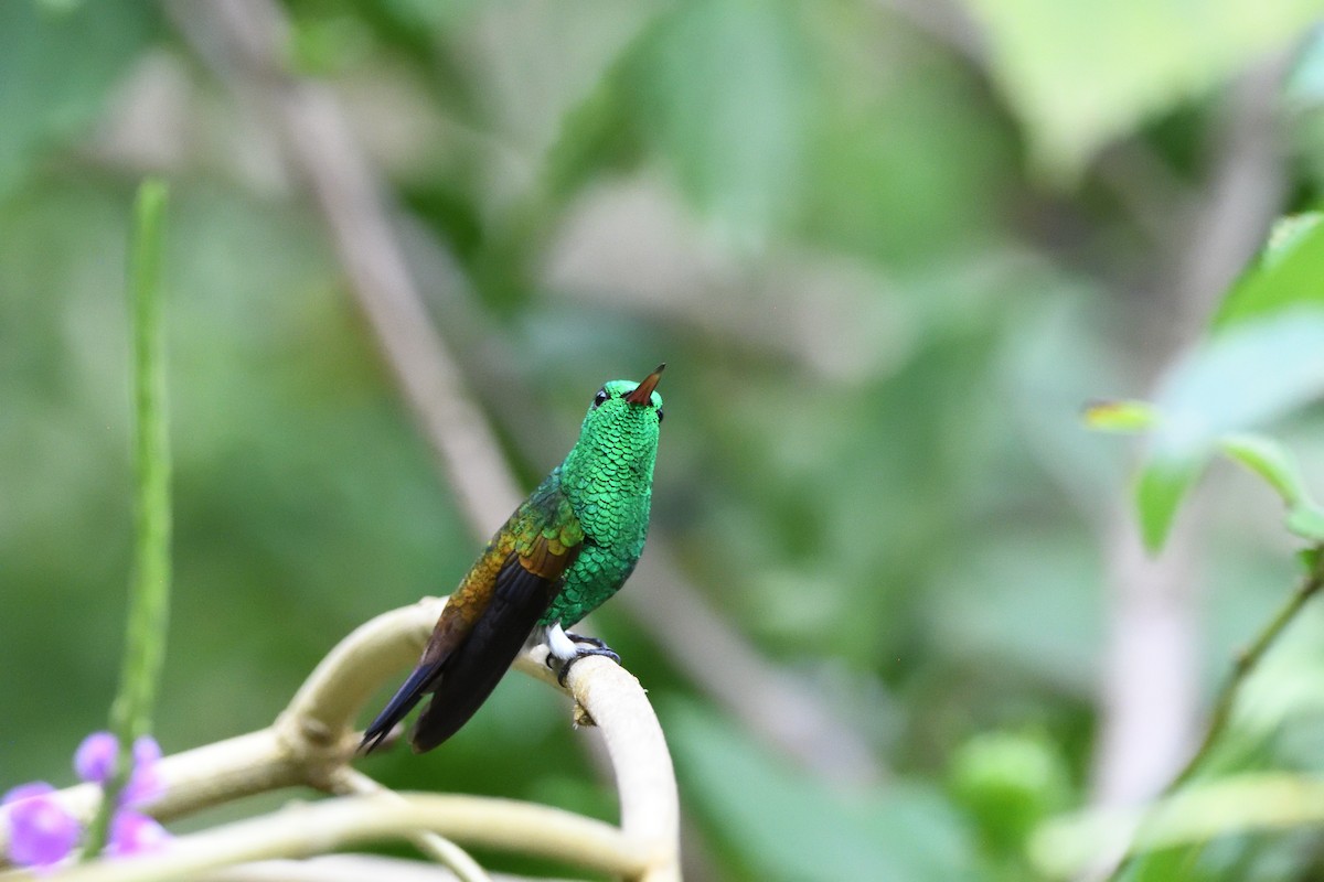 Copper-rumped Hummingbird - ML646762764