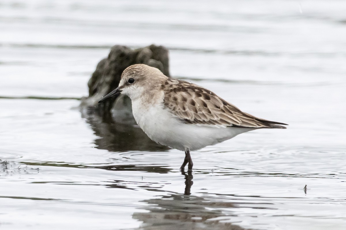 トウネン - ML646762765