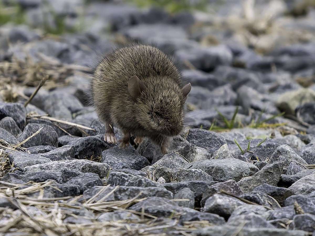 ハツカネズミ - ML646762766