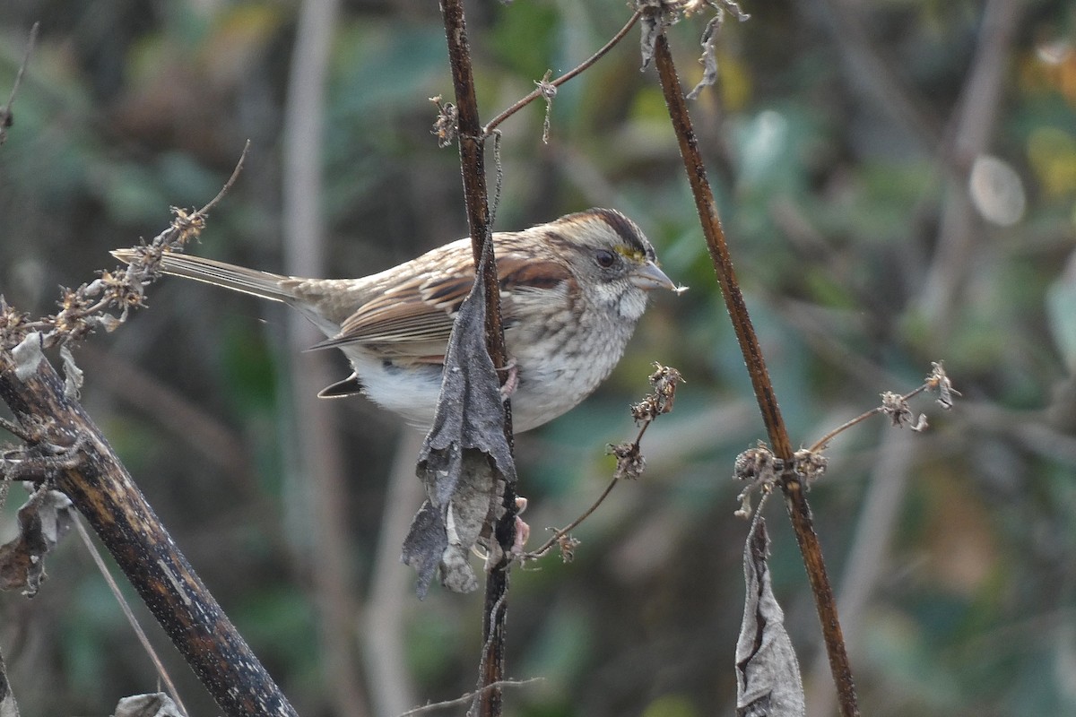 Bruant à gorge blanche - ML646762767