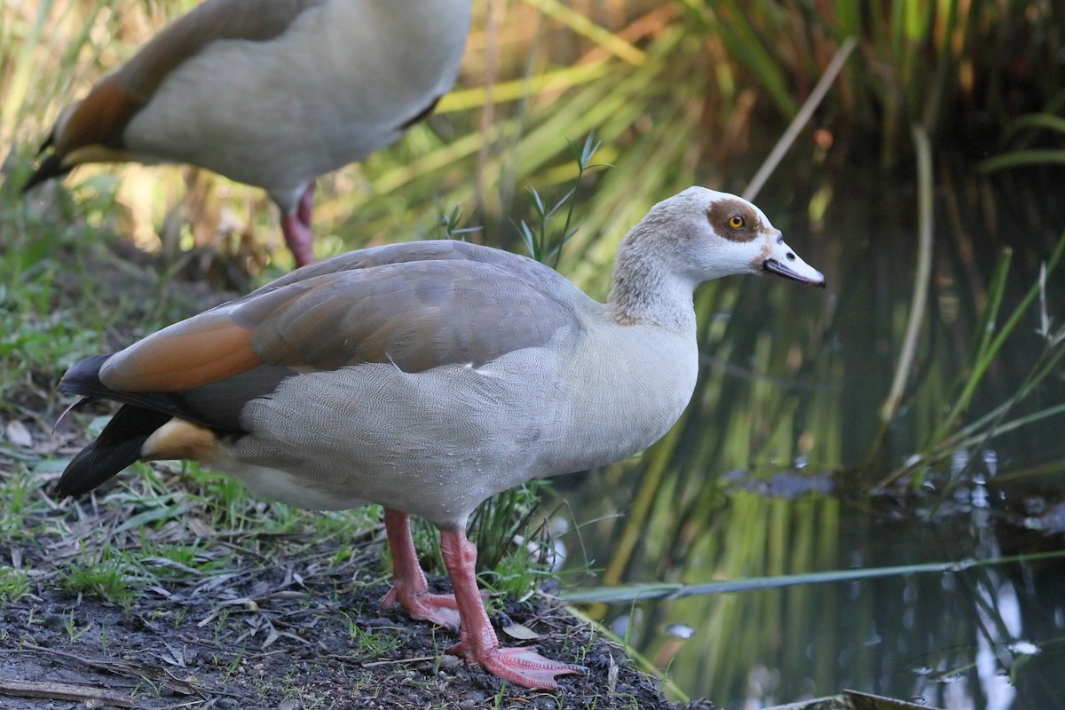 Oca egiziana - ML646762768