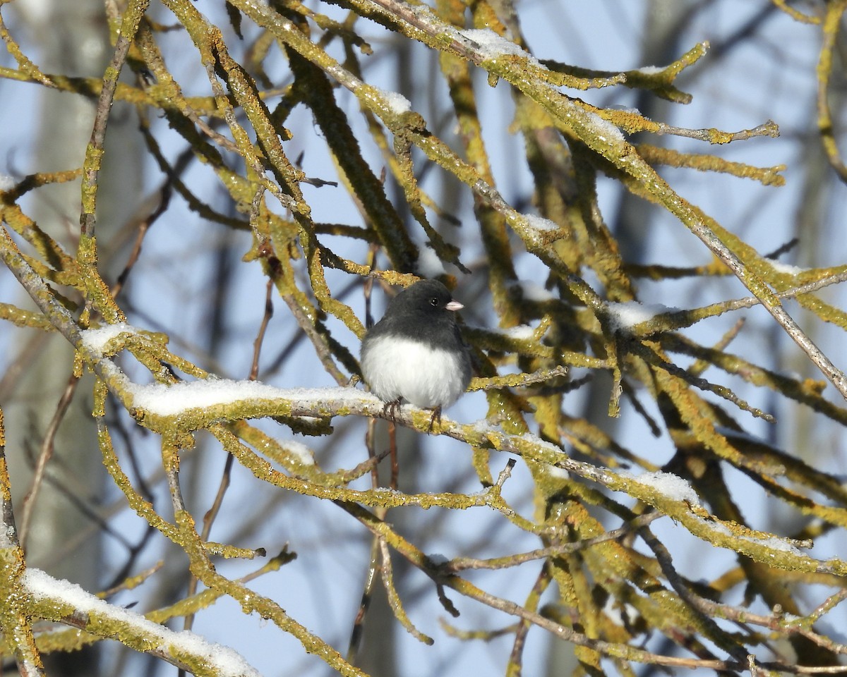 Dark-eyed Junco - ML646762770