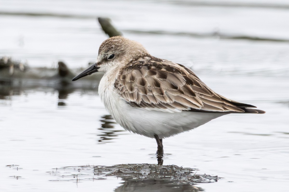 トウネン - ML646762771