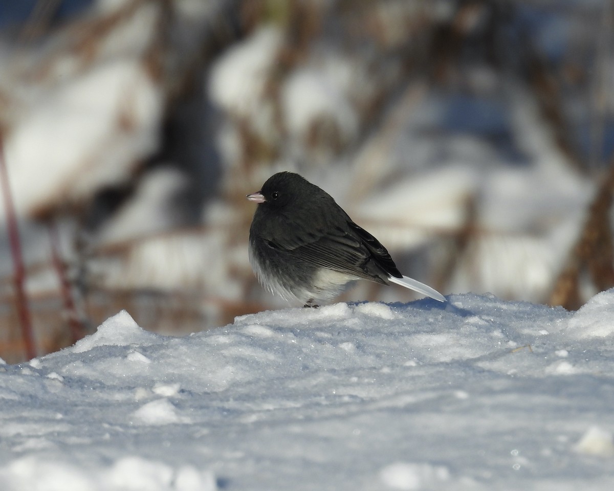 Dark-eyed Junco - ML646762772