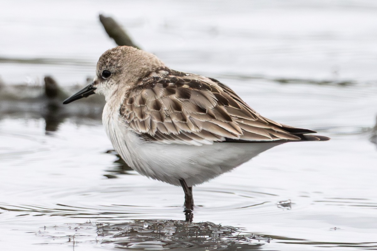 トウネン - ML646762777