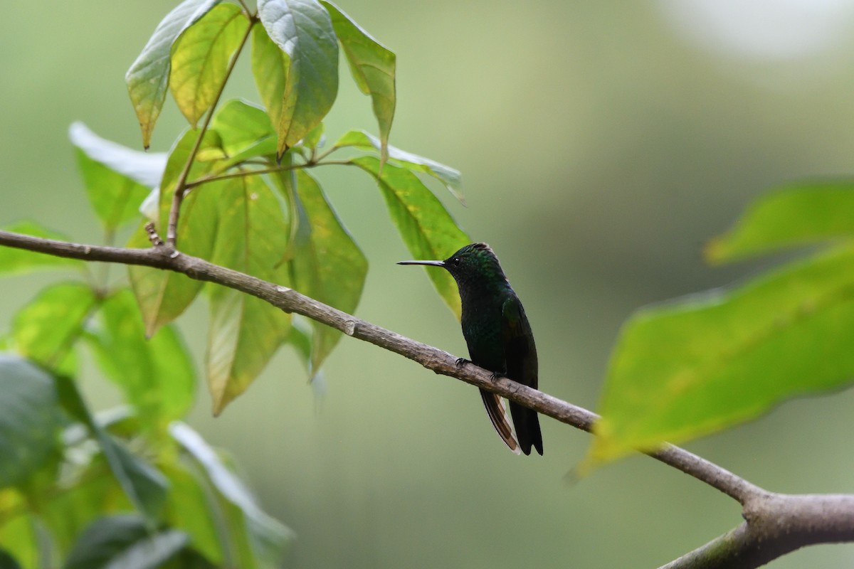 Blue-chinned Sapphire - ML646762781