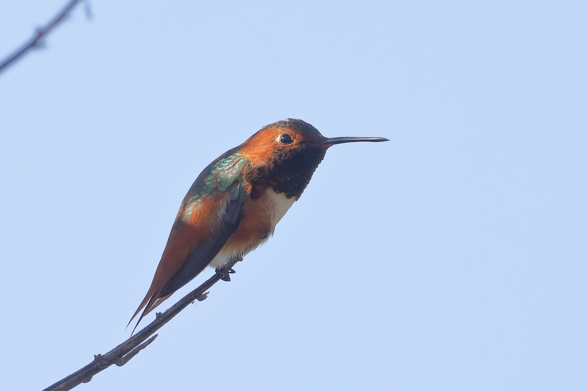 Allen's Hummingbird - ML646762783