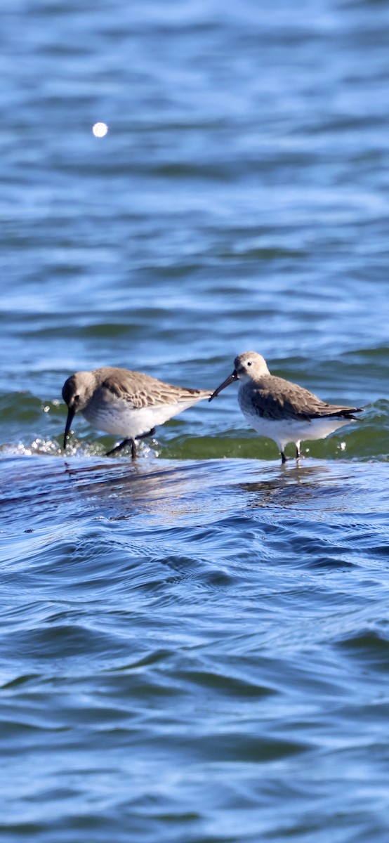 Побережник чорногрудий - ML646762784