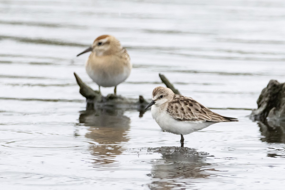 トウネン - ML646762787