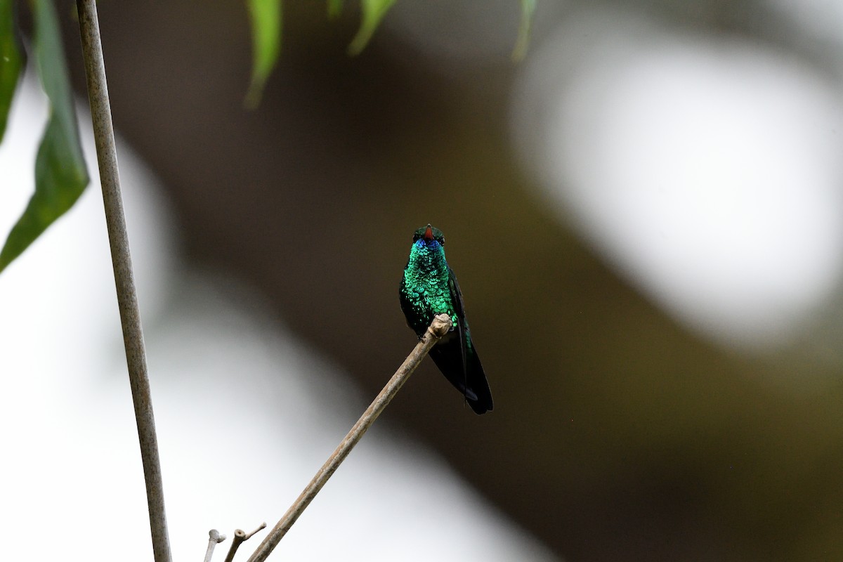 Blue-chinned Sapphire - ML646762789