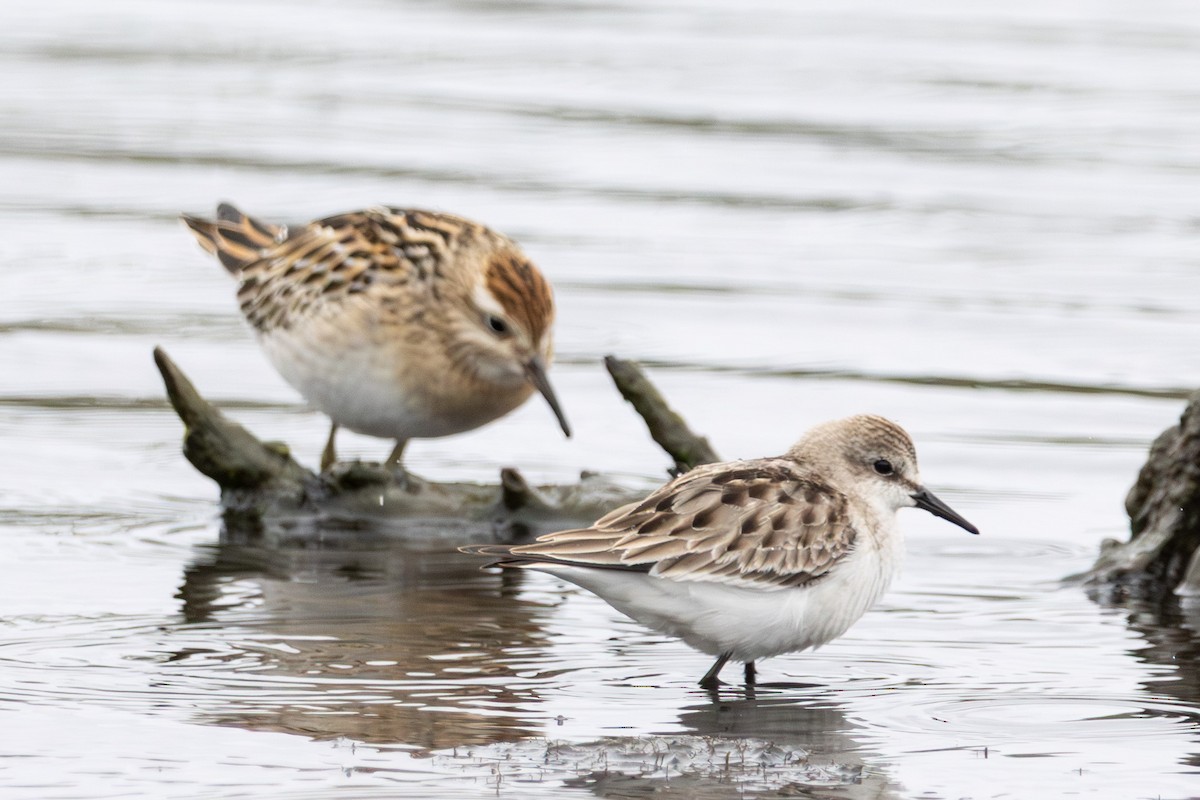 トウネン - ML646762790